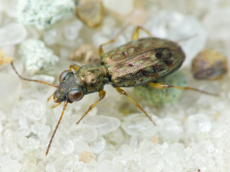 Asaphidion flavipes (Linnaeus, 1761)